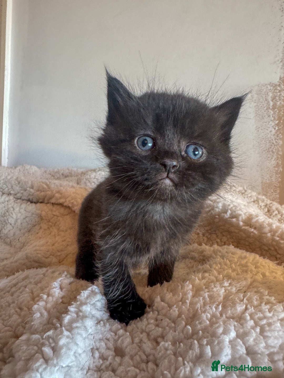 Ragdoll cats for sale: Ragdoll cross kittens  - Advert 4