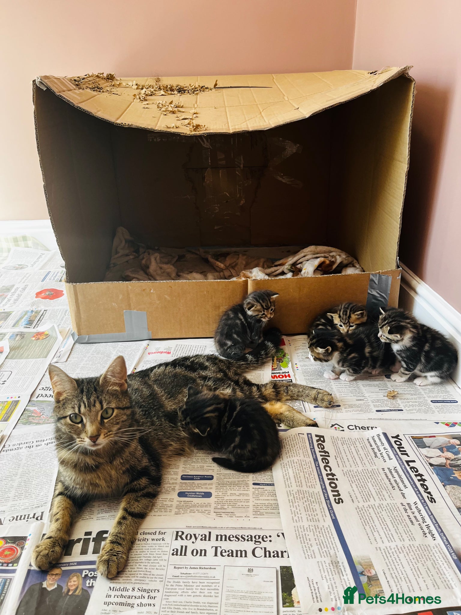 Mixed Breed cats for sale: Beautiful Tabby kittens for sale  - Advert 15