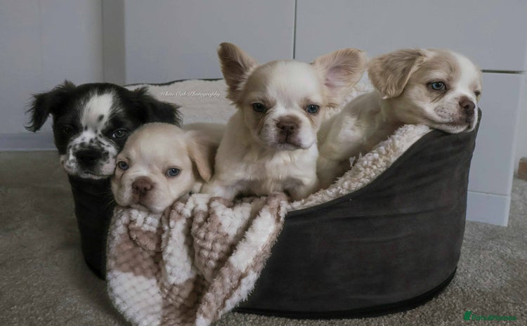 French Bulldog dogs - Advert 1
