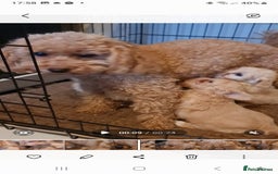 Maltipoo dogs for sale: Maltipoo puppies for sale - Image 26