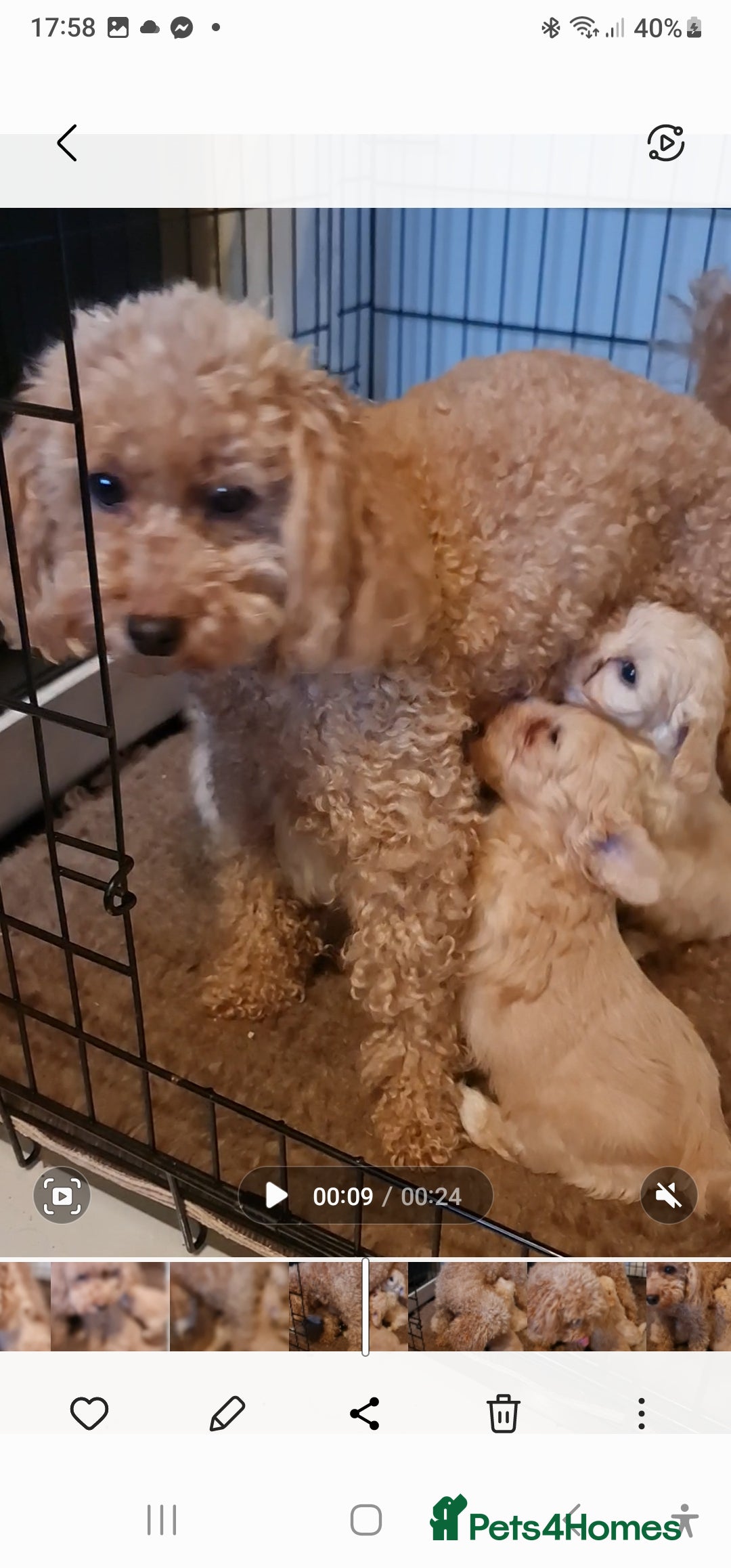 Maltipoo dogs for sale: Maltipoo puppies for sale - Image 26