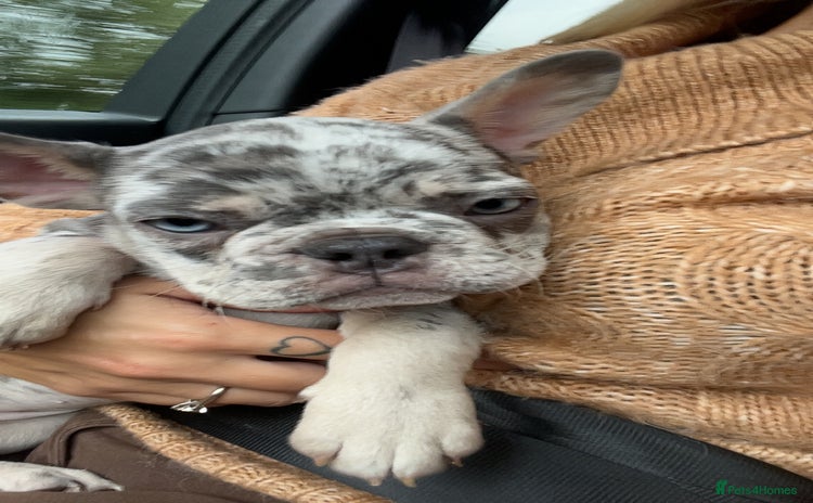 French Bulldog dogs - Advert 3