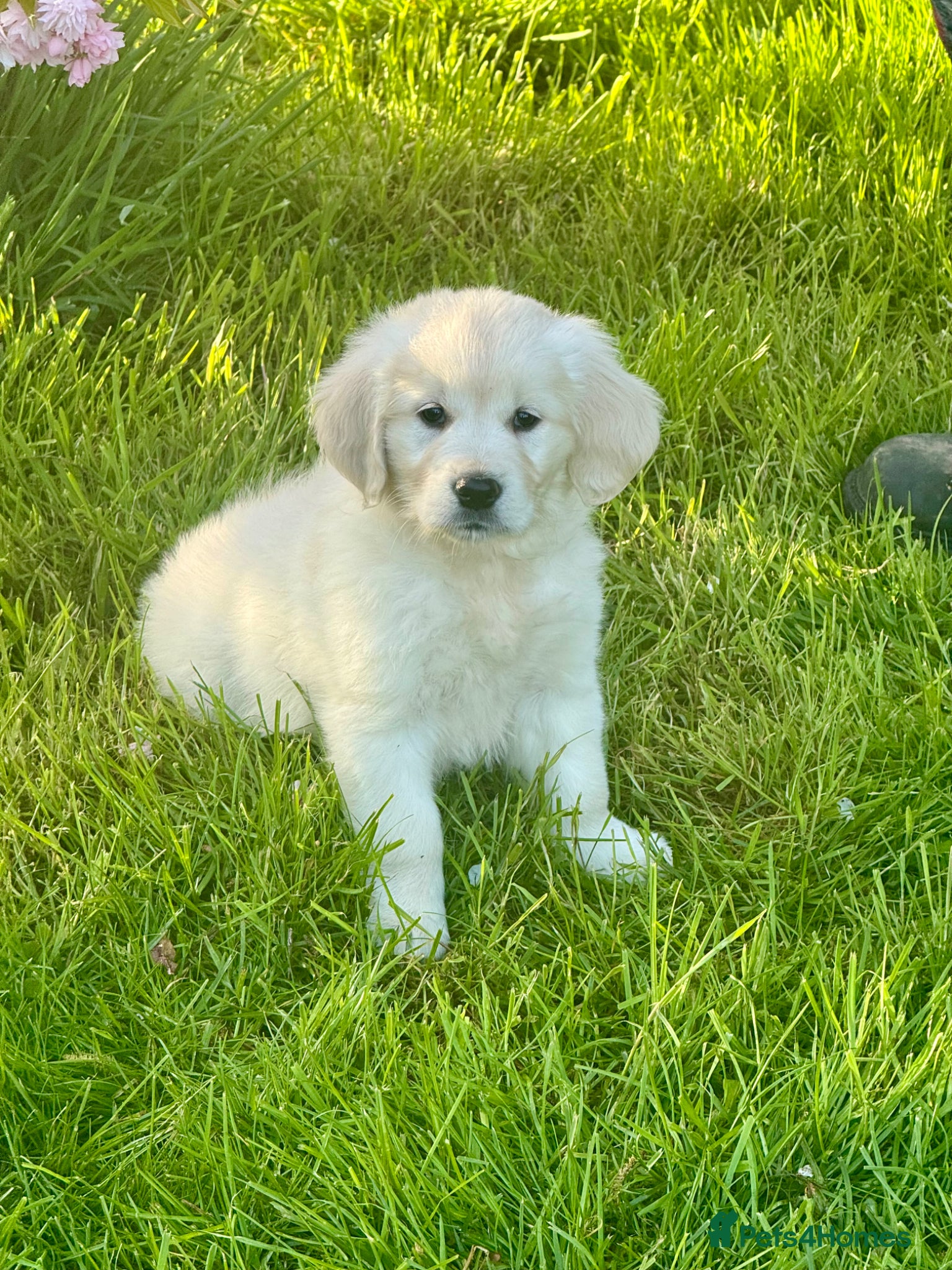 Golden Retriever dogs  only a girl Kc reg golden retriever puppies  - Advert 14