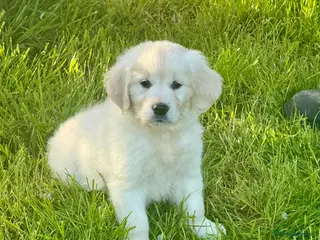 Golden Retriever dogs only a girl Kc reg golden retriever puppies - Advert 5