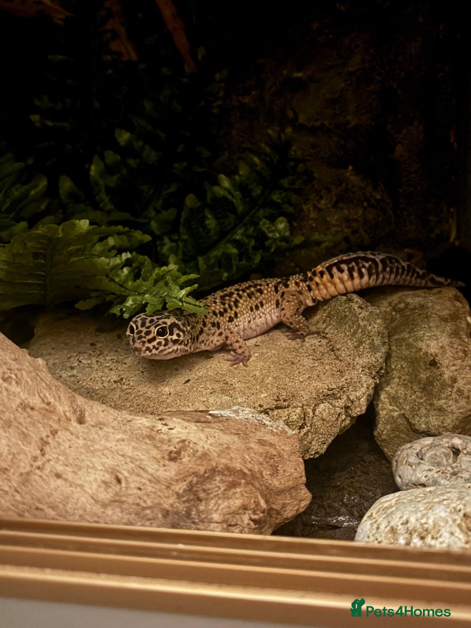 Leopard Gecko reptiles Male leopard gecko for rehoming - Advert 4