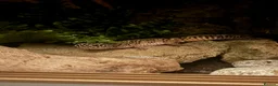 Leopard Gecko reptiles for sale: Male leopard gecko for rehoming in Chipping Campden - Advert 1