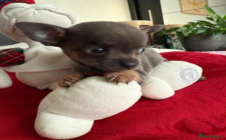 Chihuahua dogs - Advert 4