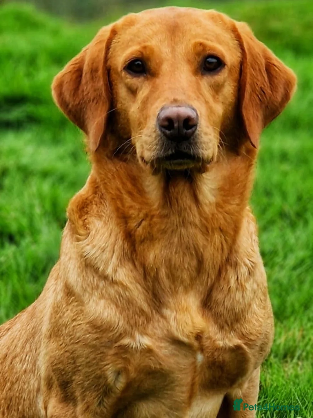 Labrador Retriever dogs for sale: KC reg fox red Labradors  - Advert 5