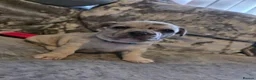 Mixed Breed dogs for sale: LAST PUP - Advert 4