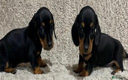Dachshund dogs for sale: Miniature Dachshund sausage dog puppies - Image 9
