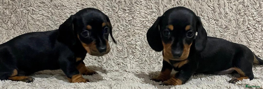 Dachshund dogs for sale: Miniature Dachshund sausage dog puppies - Image 9