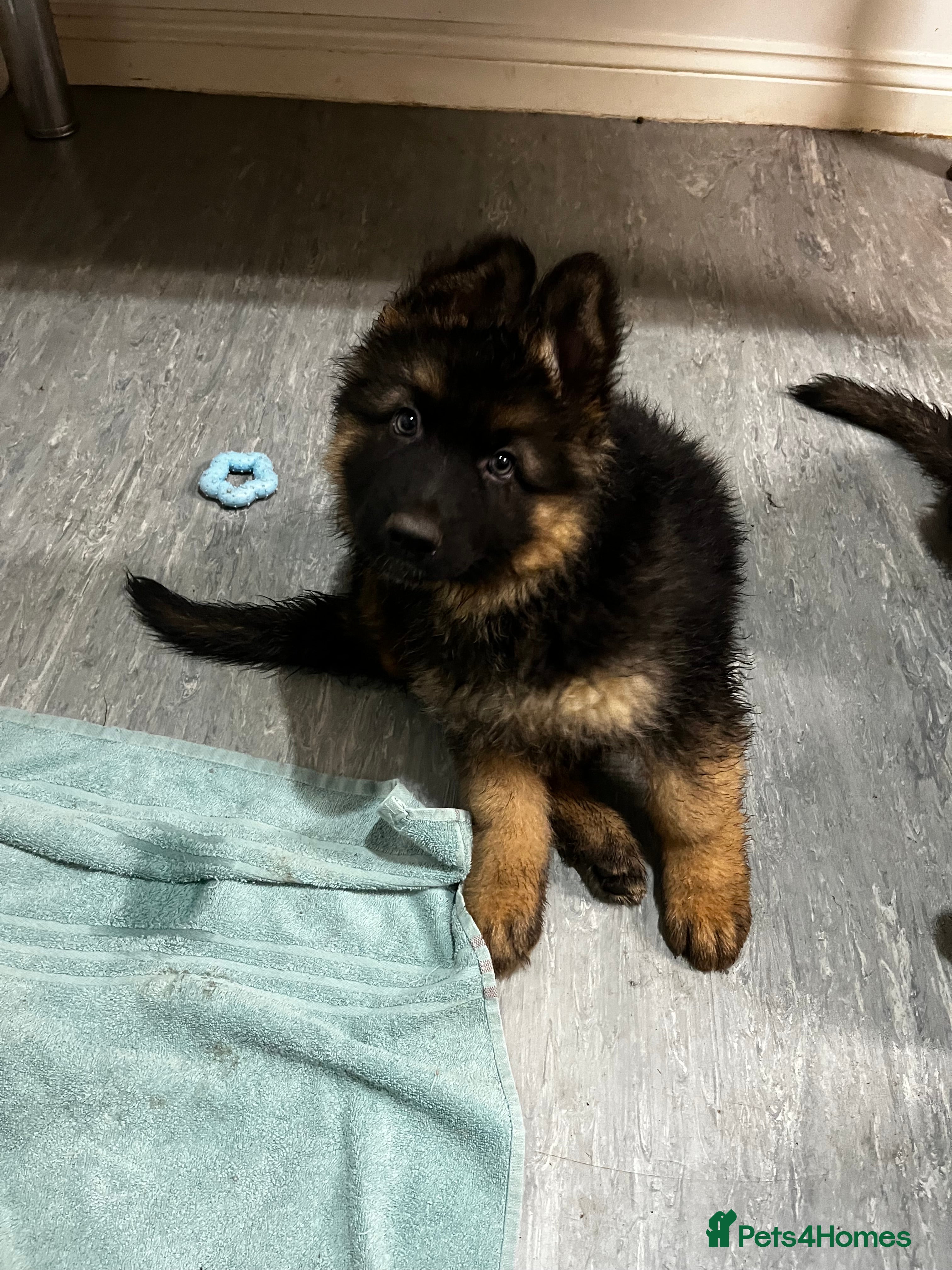 German Shepherd dogs Beautiful German Shepherd Puppies Kc Registered  - Advert 8