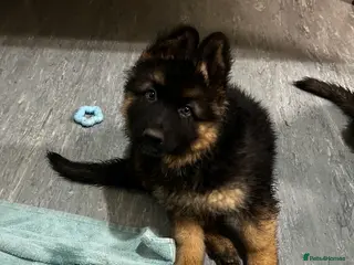 German Shepherd dogs Beautiful German Shepherd Puppies Kc Registered - Advert 8