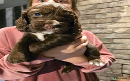 Cocker Spaniel dogs for sale: Chocolate cocker spaniels puppies  - Image 3