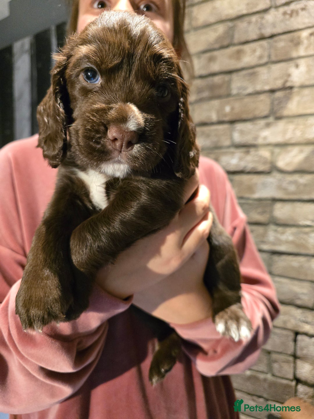Cocker Spaniel dogs for sale: Chocolate cocker spaniels puppies  - Image 3