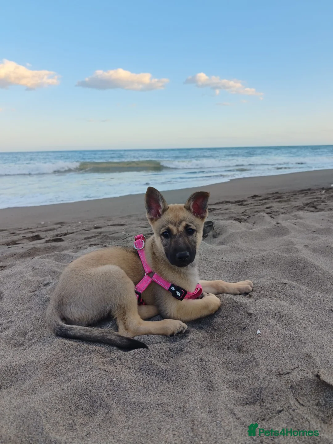 German Shepherd dogs for sale: German shepherd puppy  in Ashford - Advert 1