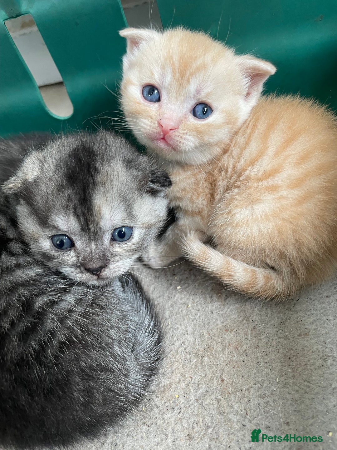 Scottish Fold cats for sale: Pedigree Scottish fold kittens for sale - Image 15