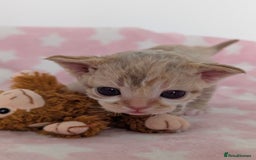 Devon Rex cats for sale: 🌼Curly, gorgeous Devon Rex Kittens available  - Image 11