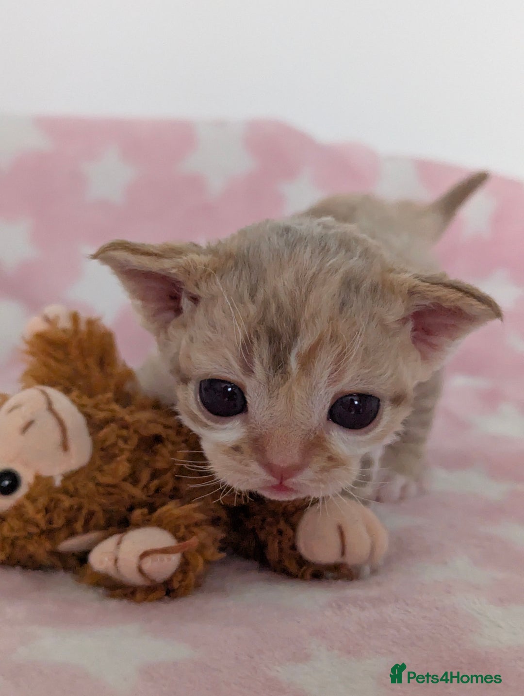 Devon Rex cats for sale: 🌼Curly, gorgeous Devon Rex Kittens available  - Image 11