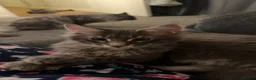 Maine Coon cats for sale: Mainecoone kitten  in Telford - Advert 3