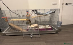 Rat rodents for sale: Free to good home! 2 Male rats - Image 1