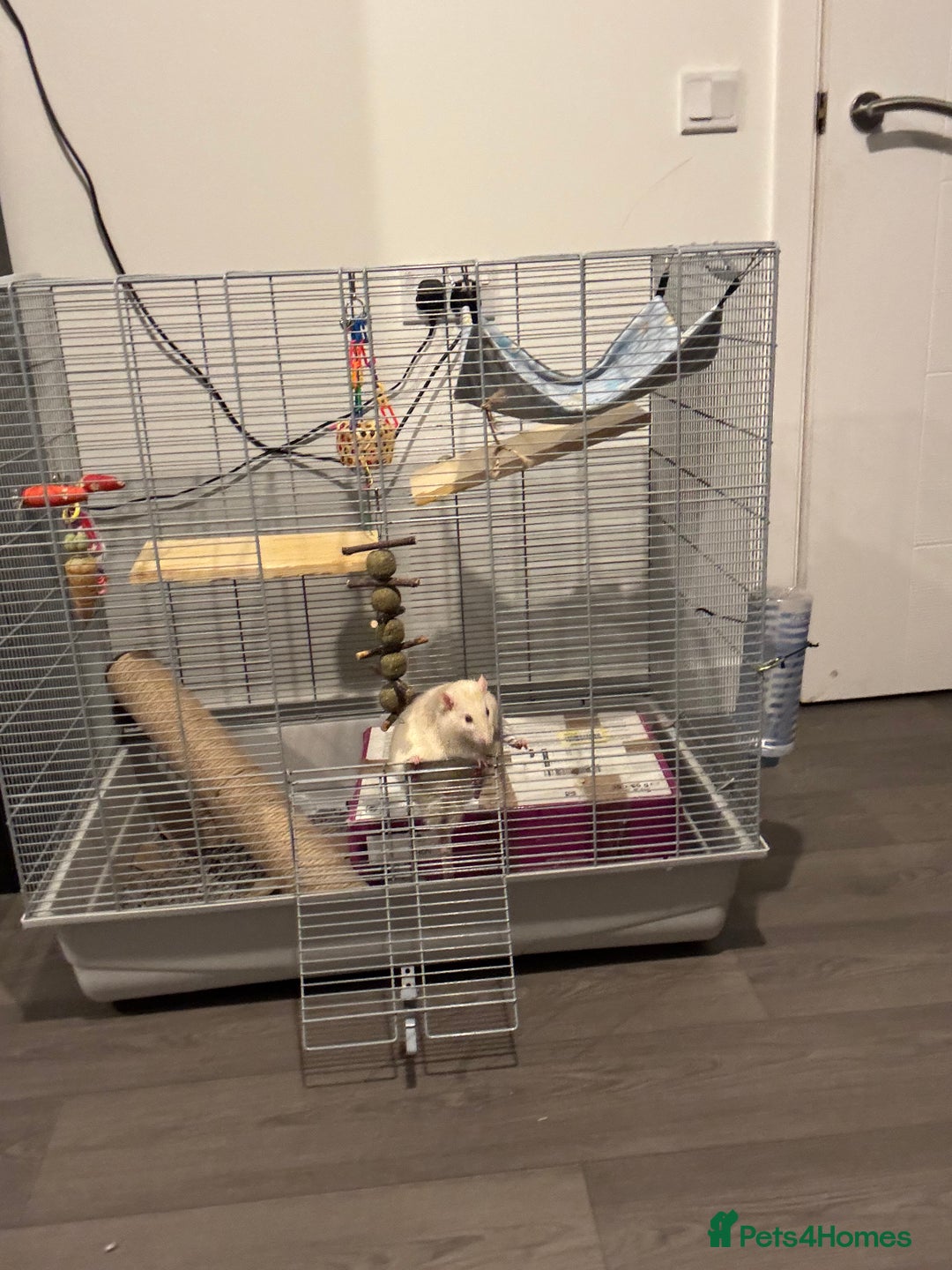 Rat rodents for sale: Free to good home! 2 Male rats - Image 1