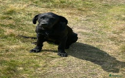 Labrador Retriever dogs for sale: Champion bred by own Ftch /ftw - Image 1
