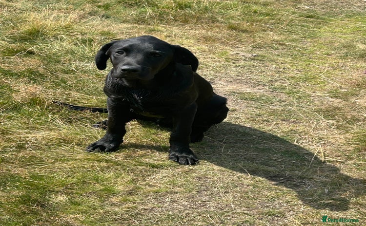 Labrador Retriever dogs - Advert 5