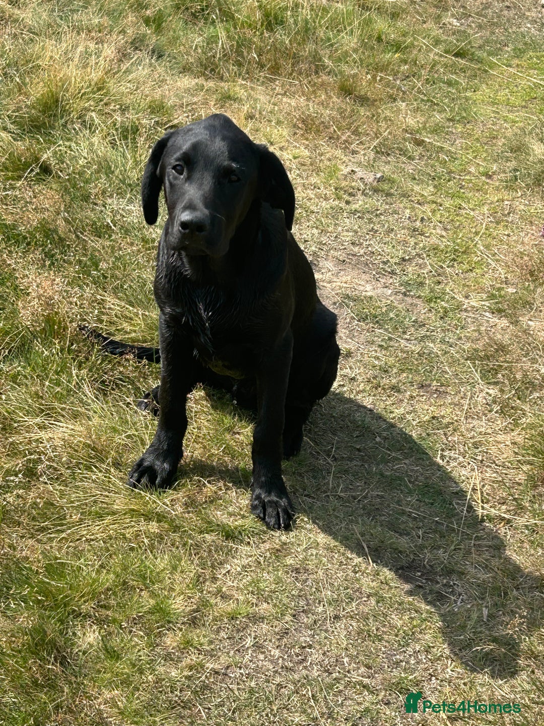 Labrador Retriever dogs for sale: Champion bred by own Ftch /ftw - Image 1