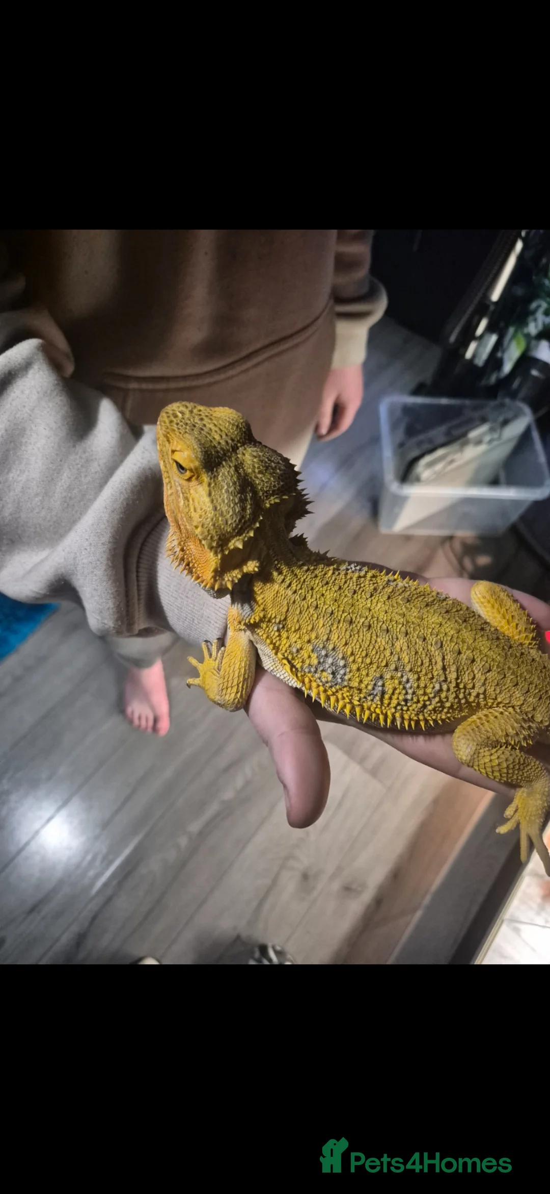 Bearded Dragon reptiles for sale: citrus male and orange leatherback male - Advert 1