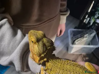 Bearded Dragon reptiles citrus male and orange leatherback male - Advert 14