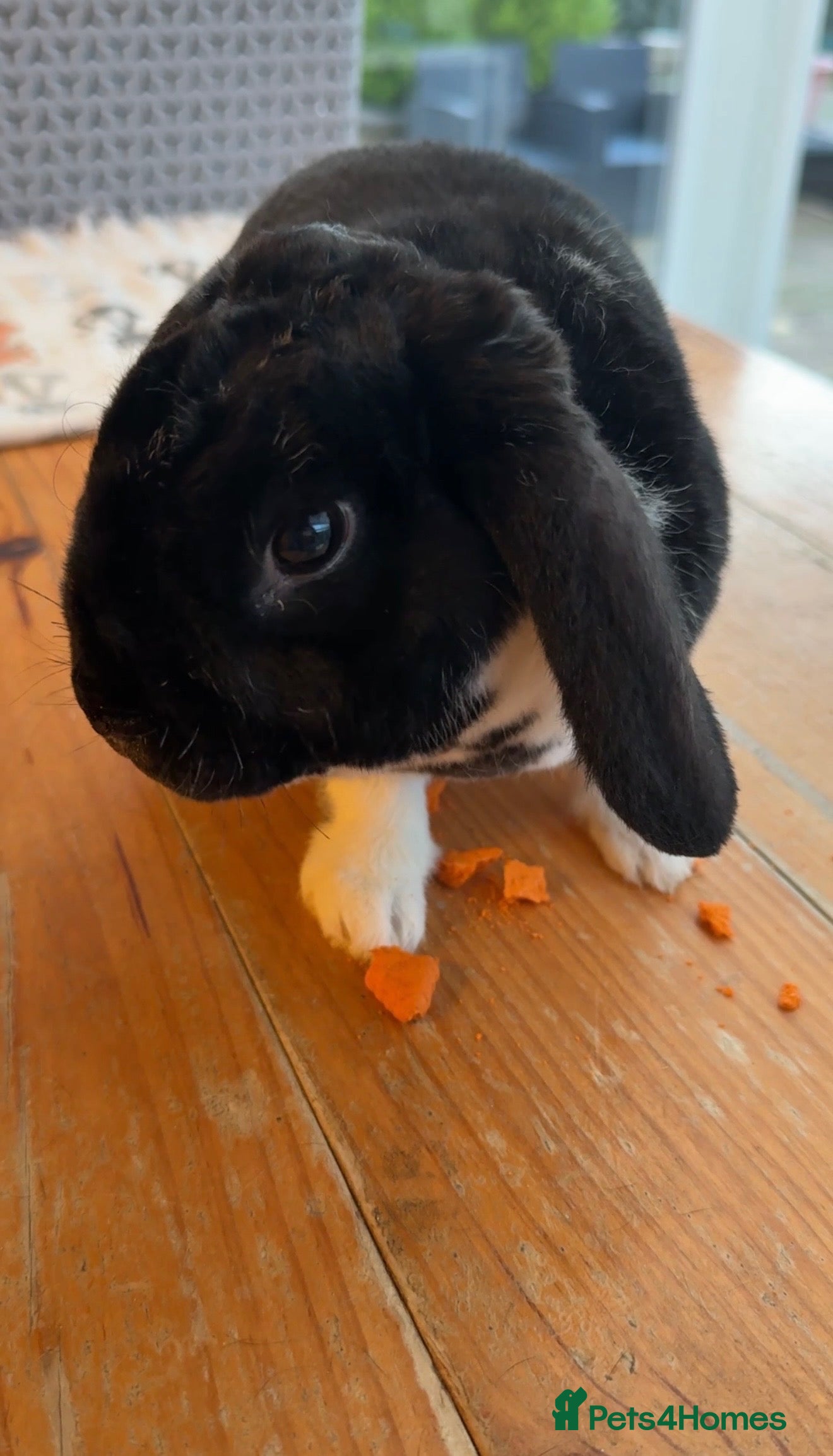 Mini Lop rabbits Mini Lop Buck “Skittles” – 21w – Middlesbrough in Middlesbrough - Advert 4