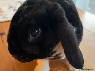 Mini Lop rabbits Mini Lop Buck “Skittles” – 21w – Middlesbrough in Middlesbrough - Advert 1