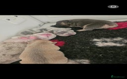 French Bulldog dogs for sale: Exotic Bi g R frenchie girl pups - FLUFFY CARRIERS - Image 2