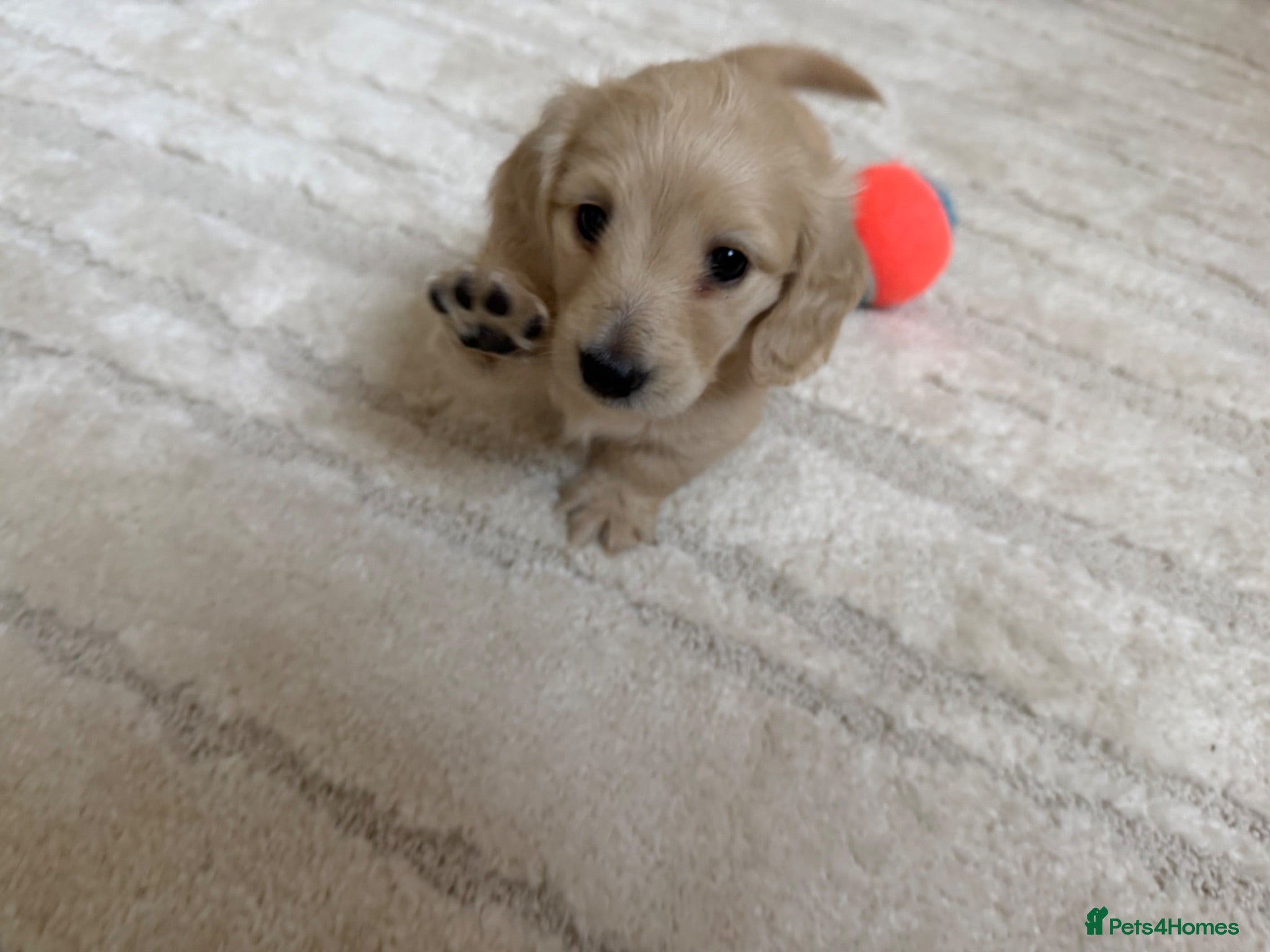 Miniature Dachshund dogs ✨loving forever friends ❤️✨ - Advert 2