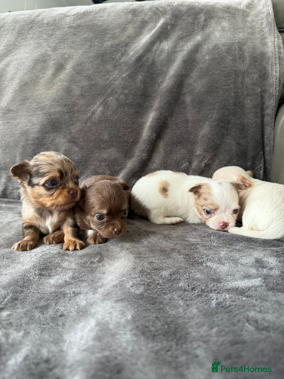 Chihuahua dogs for sale: Long hair chihuahua puppies  - Image 18