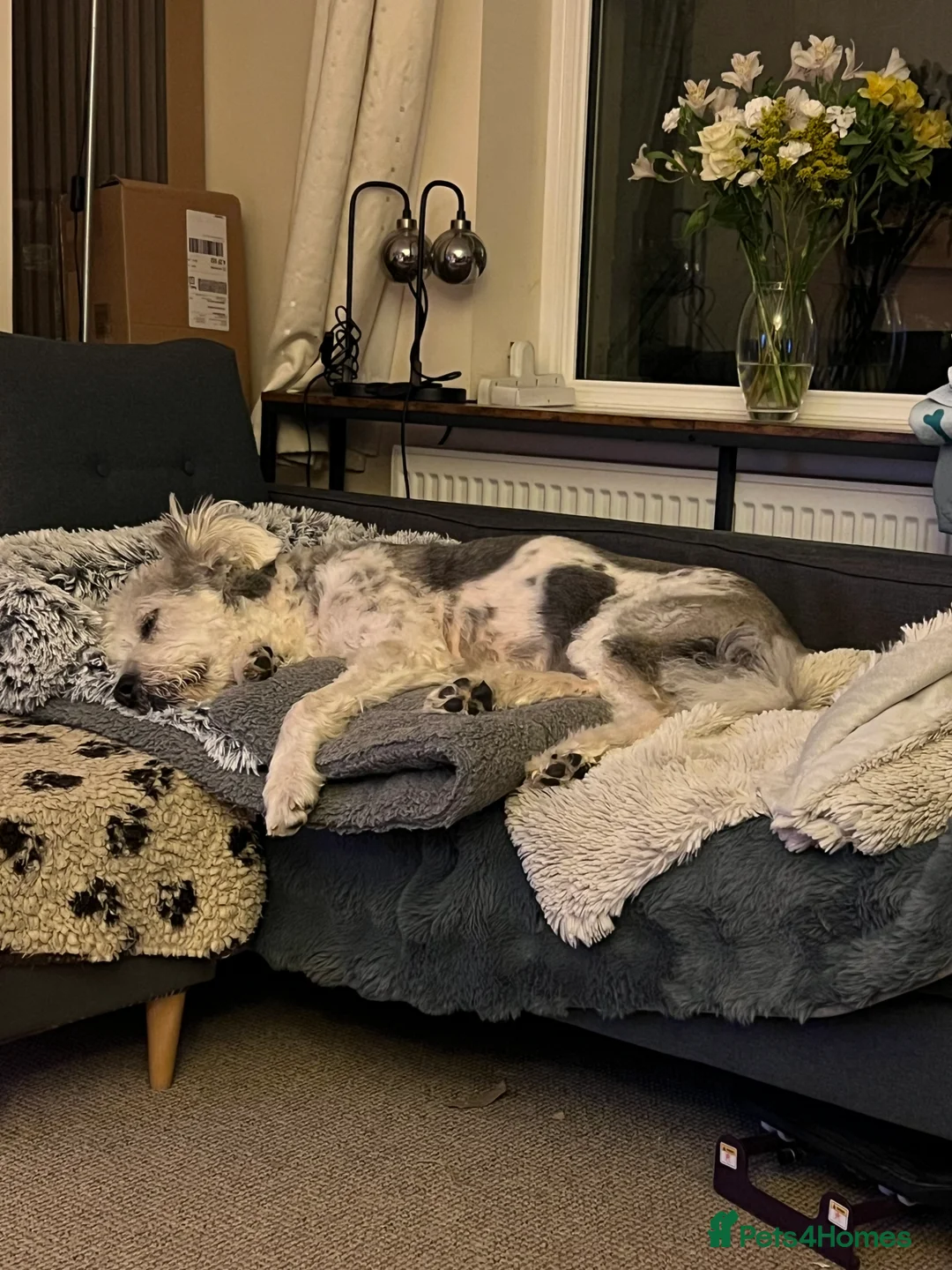 Mixed Breed dogs for adoption: Brian is looking for a home -Mioritic Shepherd  - Advert 25