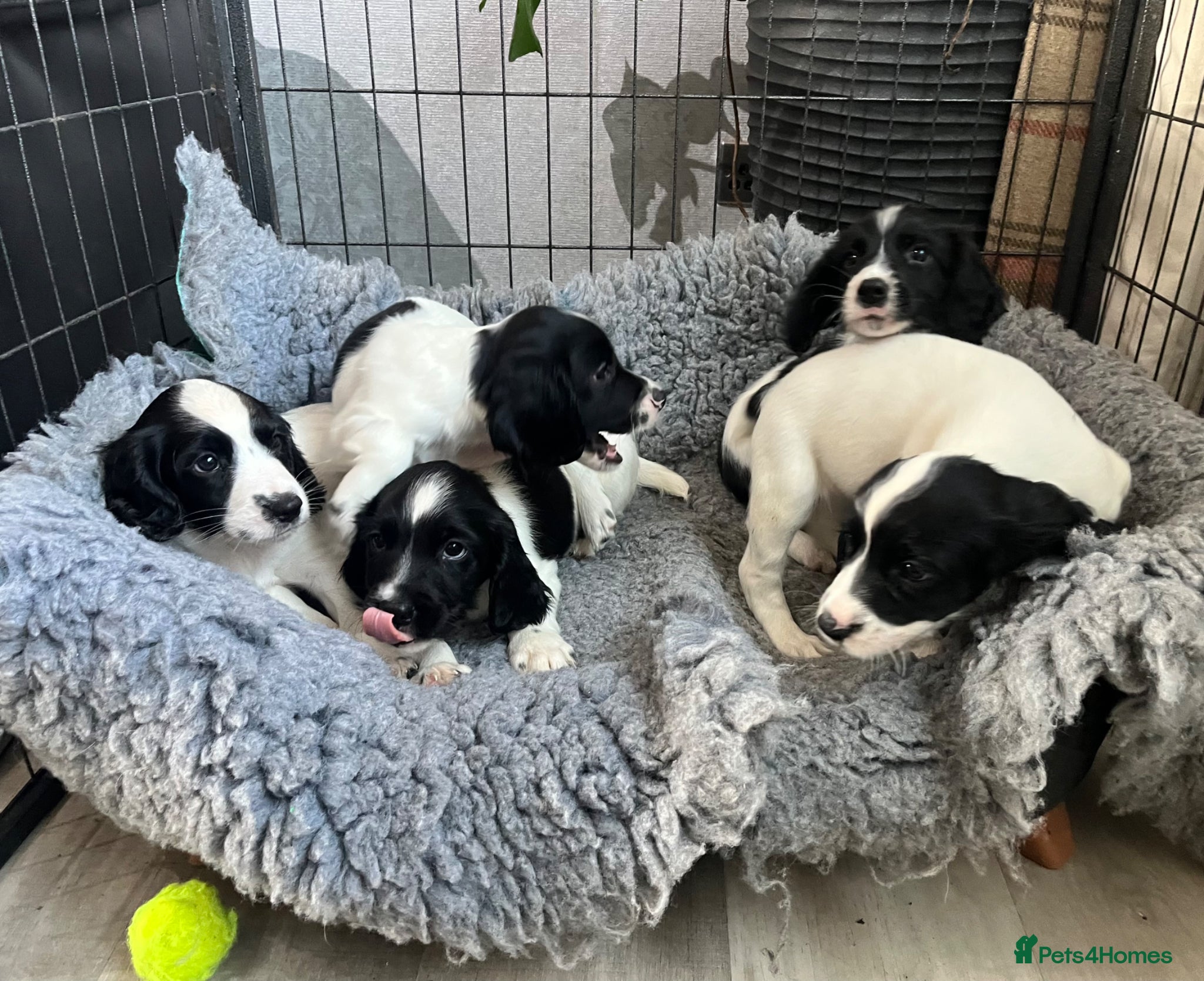 English Springer Spaniel dogs Springer Spaniel  - Advert 1