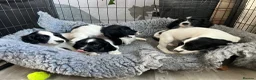 English Springer Spaniel dogs for sale: Springer Spaniel  - Advert 1