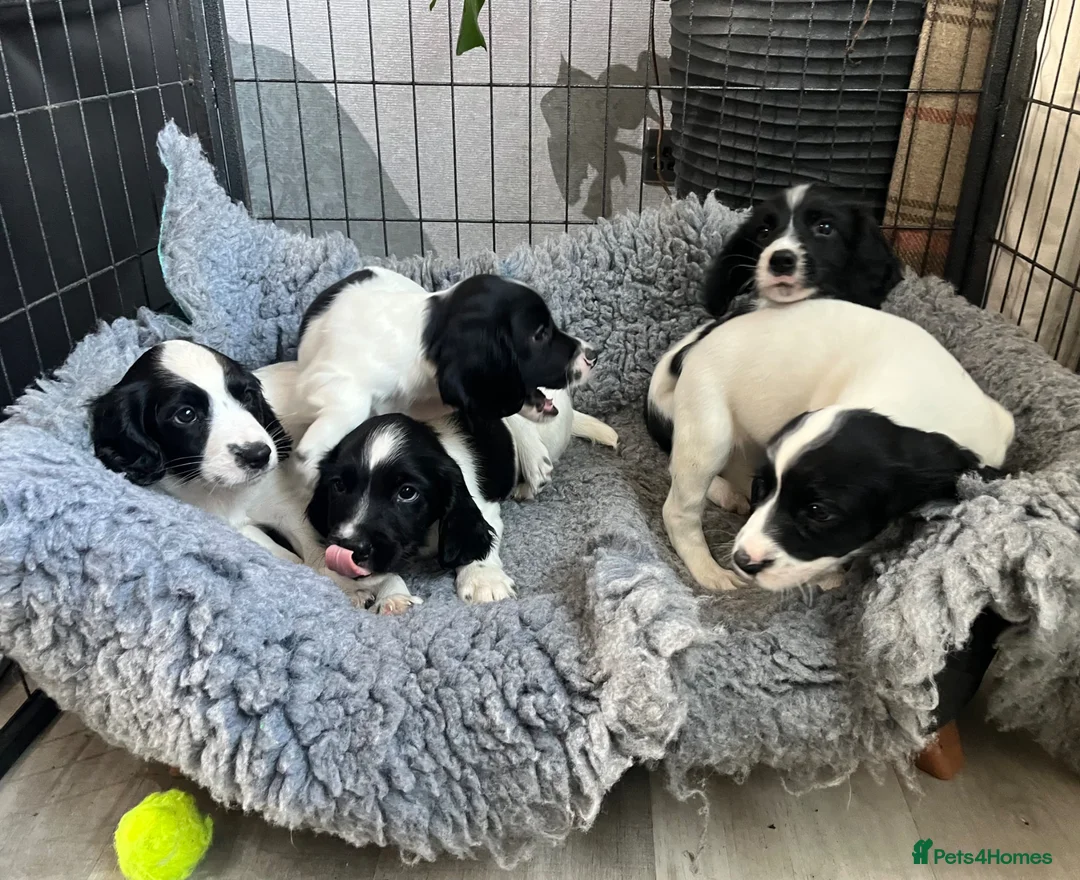 English Springer Spaniel dogs for sale: Springer Spaniel  - Advert 1