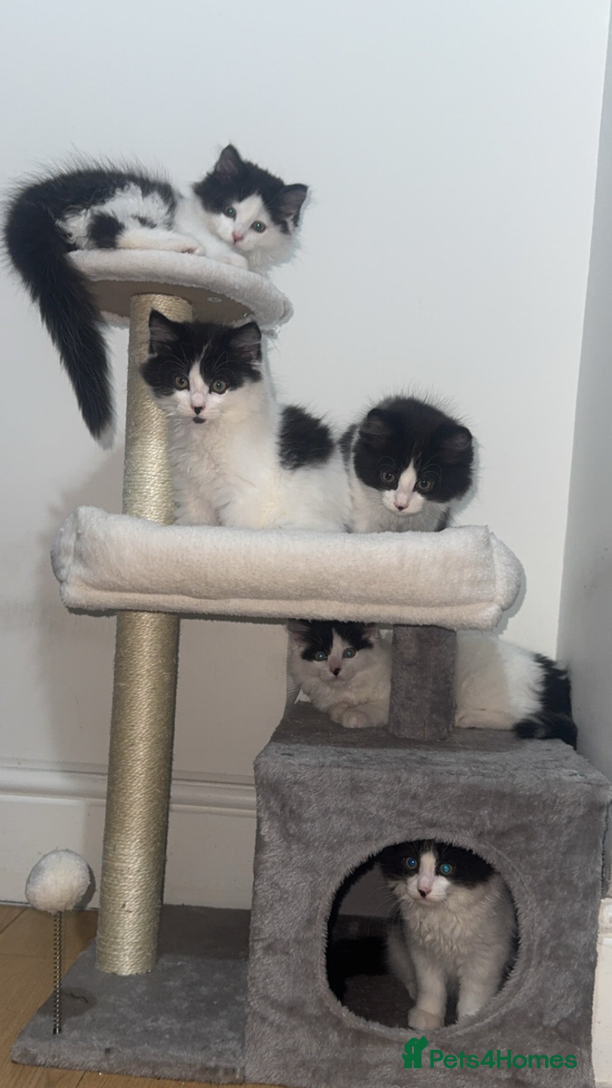 Domestic Shorthair cats for sale: 2 boys and 2 girl kittens - Advert 5