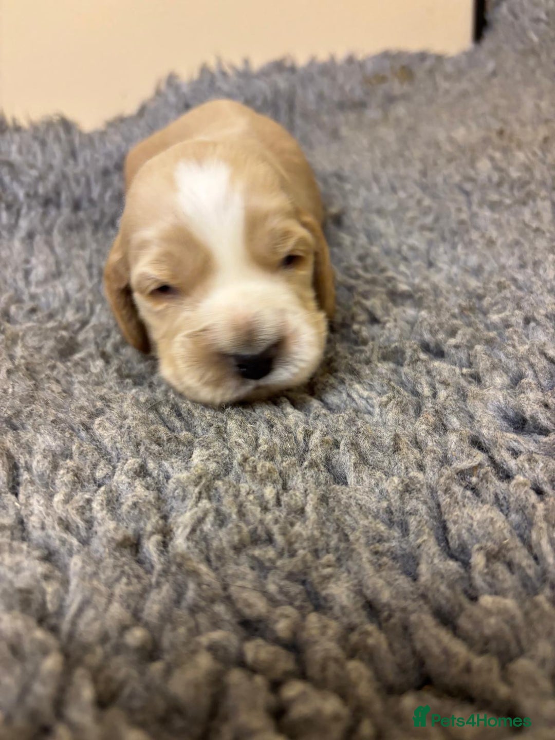 Cocker Spaniel dogs for sale: Stunning KC Cocker spaniels  - Advert 7