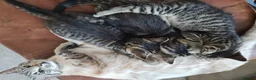 Mixed Breed cats for sale: 2 Male kittens Siamese Tabby mix in Hastings - Advert 5