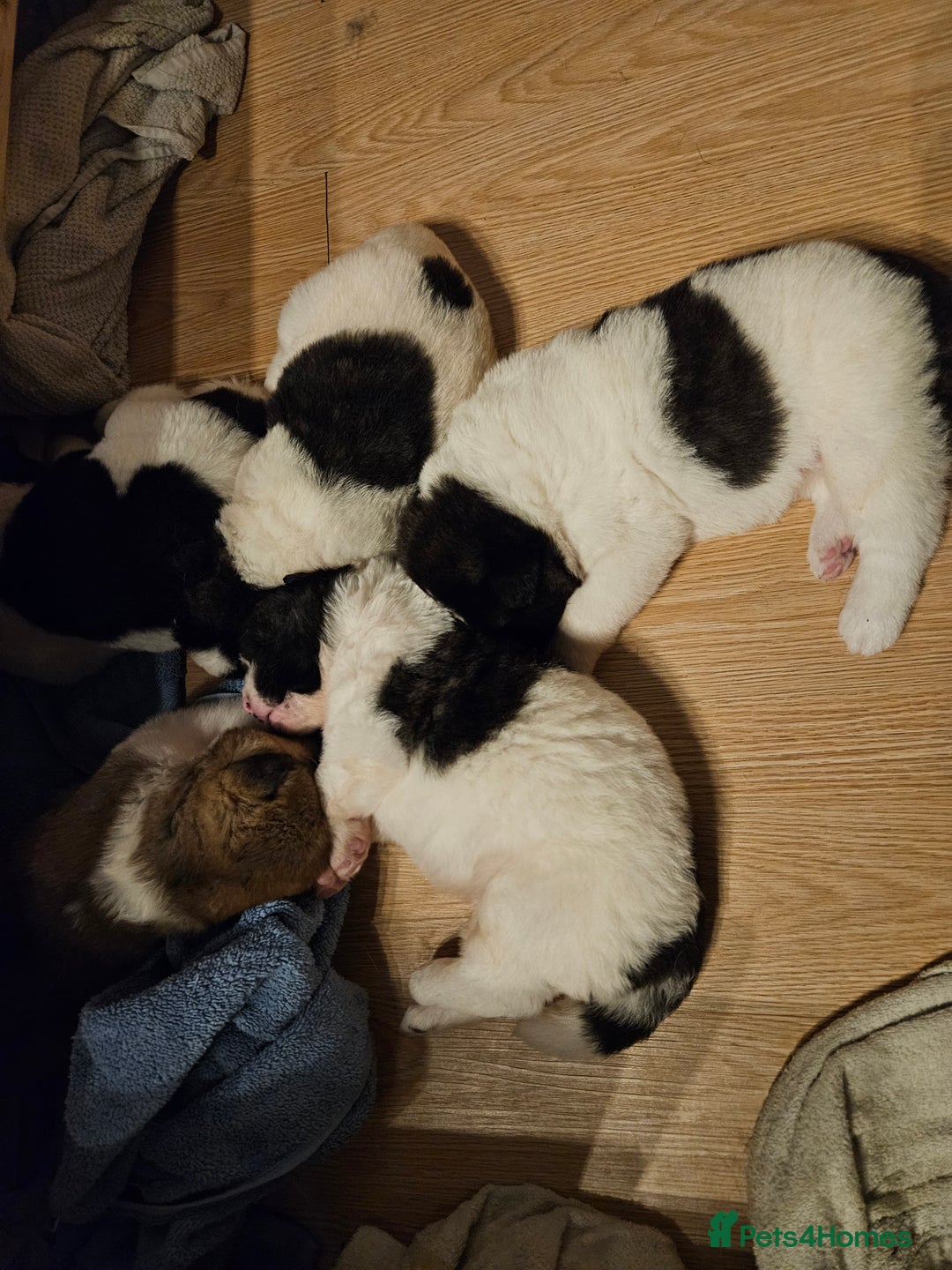 Akita dogs for sale: Beautiful Akita puppies - Advert 6