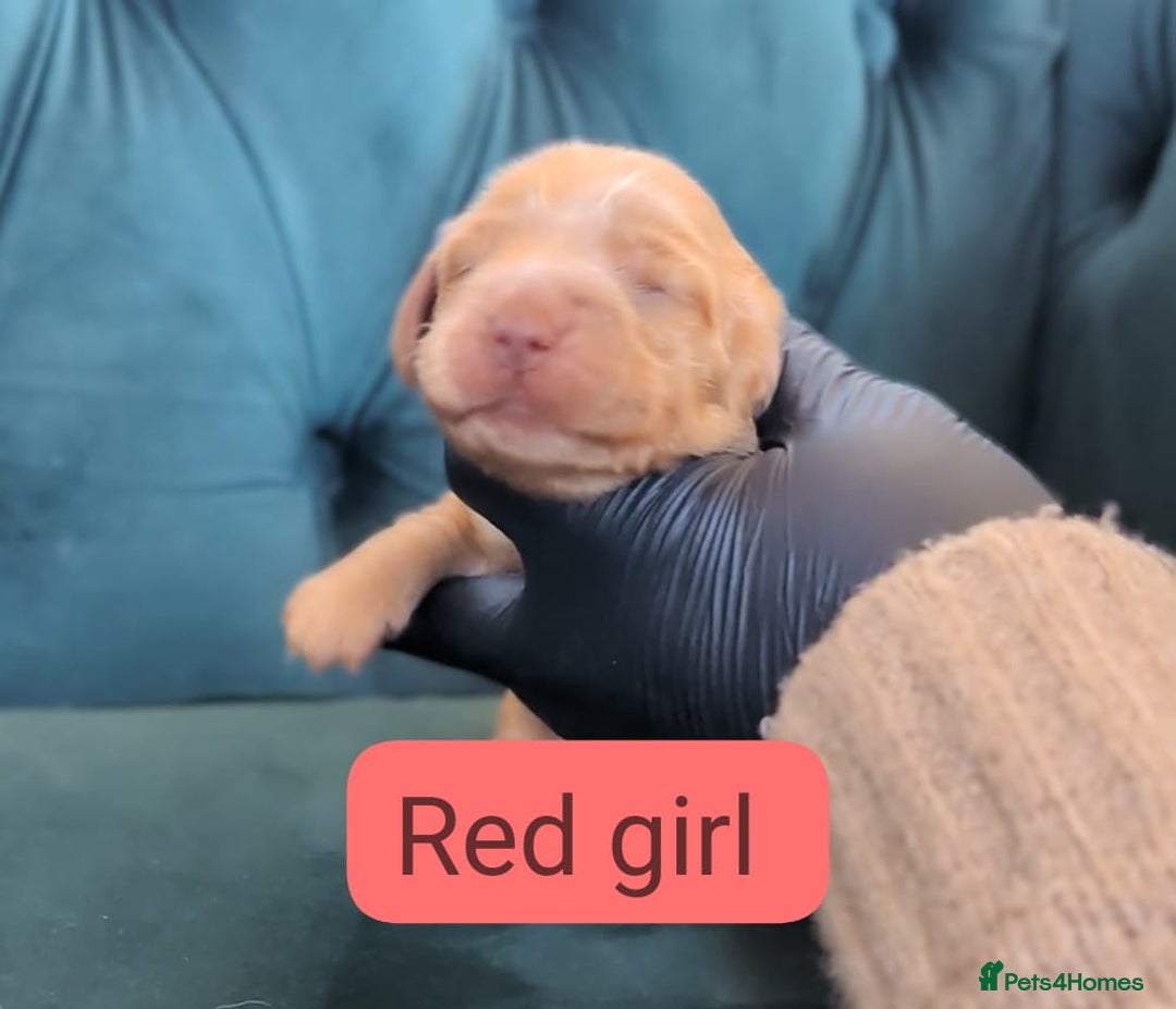 Cocker Spaniel dogs for sale: 🐾Pedigree Show cocker spaniel puppies🐾 - Image 16