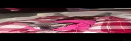Sphynx cats for sale: Russian donskoy sphynx female.  - Advert 1