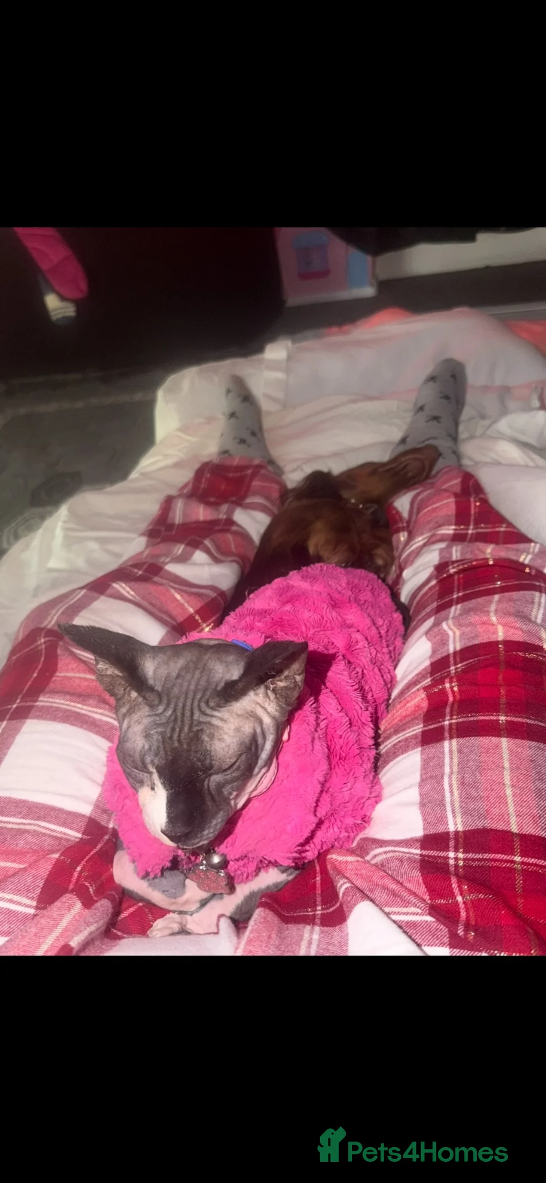 Sphynx cats for sale: Russian donskoy sphynx female.  - Advert 1