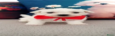 Bichon Frise 2