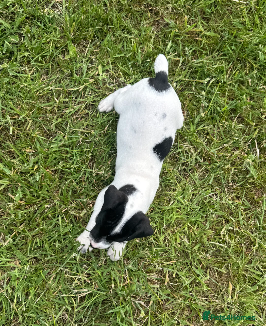 Jack Russell dogs for sale: Jack Russell terriers ready now 🏡 - Advert 2