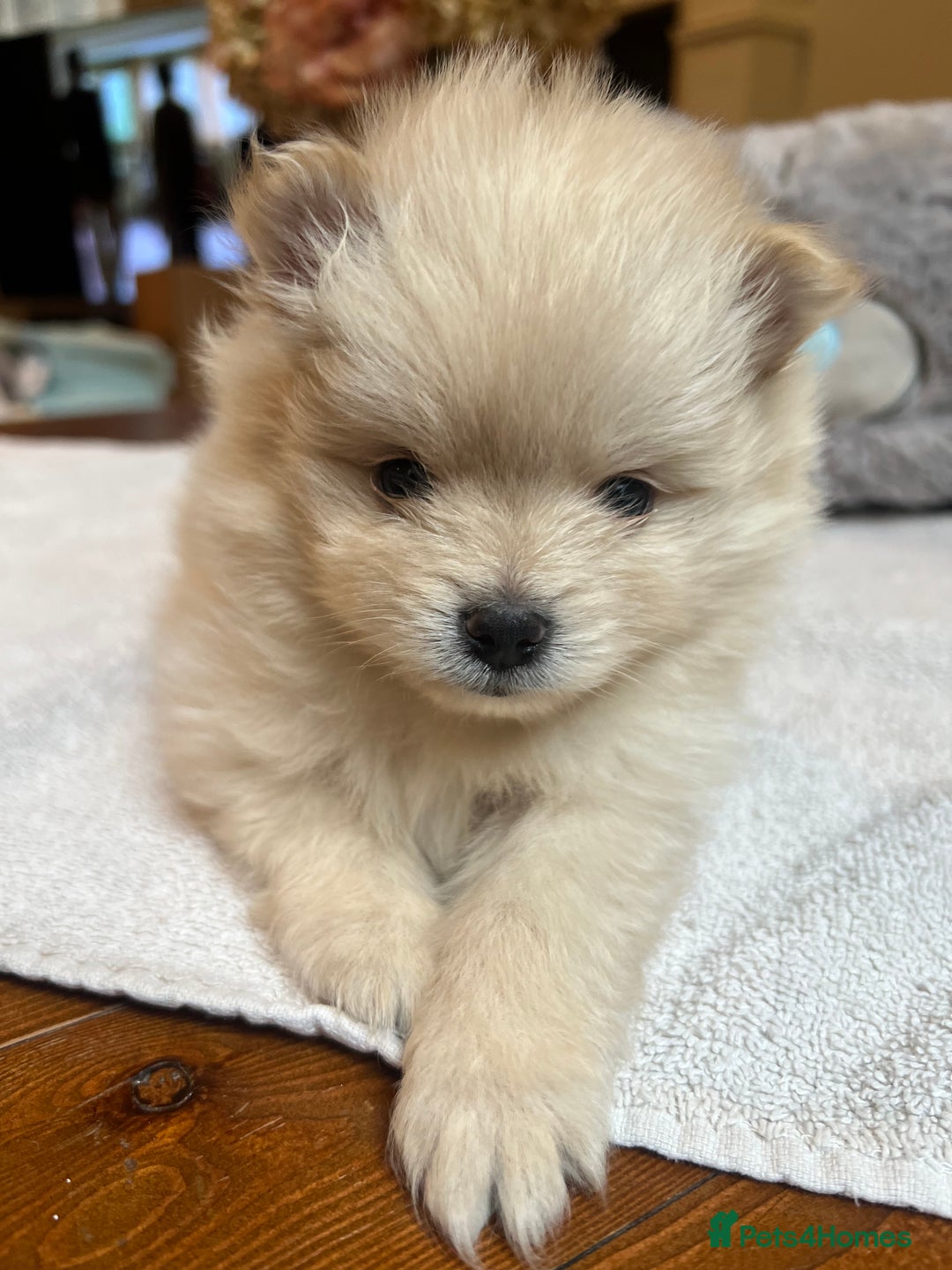 Pomeranian dogs for sale: Pomeranian puppies to die for - Advert 10